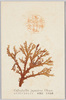 江島神社参拝紀念　ほそばのとさかもどき　紅藻類　日本特産/Memorial Picture Postcards Commemorating a Visit to the Enoshima Shrine, Hosobanotosakamodoki (Callophyllis Japonica Okamura), Red Algae, Japan Specific Seaweed image