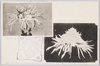 武州川和中山松林圃育成正菊模範花/Chrysanthemum Grown at the Nakayama Shōrinpo Garden in Kawawa Yokohama image