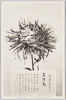 松林圃栽菊千種之内　玉津島/Tamatsushima Chrysanthemum from 1000 Varieties of Chrysanthemum at the Shōrinpo Garden in Kawawa image