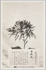 松林圃栽菊千種之内　日本魂/Yamatodamashii Chrysanthemum from 1000 Varieties of Chrysanthemum at the Shōrinpo Garden in Kawawa image