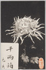 千両箱　色黄、虎渓園/Senryōbako Chrysanthemum, Yellow, Kokeien Gardens image