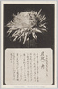 松林圃栽菊千種之内　月夜の舟/Yamatodamashii Chrysanthemum from 1000 Varieties of Chrysanthemum at the Shōrinpo Garden in Kawawa image