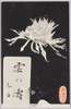 雲の濤　色白、虎渓園/Kumononami Chrysanthemum, White, Kokeien Gardens image
