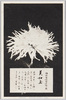松林圃栽菊千種之内　美如玉/Bijotama Chrysanthemum from 1000 Varieties of Chrysanthemum at the Shōrinpo Garden in Kawawa image