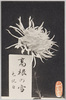 高根の雪　色純白、虎渓園/Takanenoyuki Chrysanthemum, White, Kokeien Gardens image