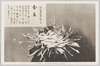 松林圃栽菊千種之内　金盃/Kinpai Chrysanthemum from 1000 Varieties of Chrysanthemum at the Shōrinpo Garden in Kawawa image