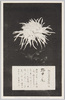 松林圃栽菊千種之内　野中の庵/Nonakanoiori Chrysanthemum from 1000 Varieties of Chrysanthemum at the Shōrinpo Garden in Kawawa image