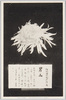 松林圃栽菊千種之内　男山/Otokoyama Chrysanthemum from 1000 Varieties of Chrysanthemum at the Shōrinpo Garden in Kawawa image