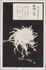 松林圃栽菊千種之内　竹裡の鴬/Chikurinouguisu Chrysanthemum from 1000 Varieties of Chrysanthemum at the Shōrinpo Garden in Kawawa image