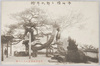 尾道西国寺境内さくら松/Sakuramatsu Tree at the Saikokuji Temple in Onomichi  image