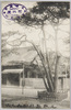 尾張熱田神宮/Atsutajingū Shrine in Nagoya image