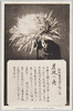 松林圃栽菊千種之内　月夜の舟/Tsukiyonofune Chrysanthemum from 1000 Varieties of Chrysanthemum at the Shōrinpo Garden in Kawawa image