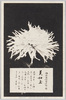 松林圃栽菊千種之内　美如玉/Bijotama Chrysanthemum from 1000 Varieties of Chrysanthemum at the Shōrinpo Garden in Kawawa image
