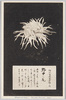 松林圃栽菊千種之内　野中の庵/Nonakanoiori Chrysanthemum from 1000 Varieties of Chrysanthemum at the Shōrinpo Garden in Kawawa image