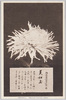 松林圃栽菊千種之内　美如玉/Bijotama Chrysanthemum from 1000 Varieties of Chrysanthemum at the Shōrinpo Garden in Kawawa image