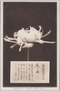 松林圃栽菊千種之内　天の川/Amanogawa Chrysanthemum from 1000 Varieties of Chrysanthemum at the Shōrinpo Garden in Kawawa image