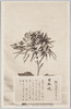 松林圃栽菊千種之内　日本魂/Yamatodamashii Chrysanthemum from 1000 Varieties of Chrysanthemum at the Shōrinpo Garden in Kawawa image