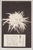 松林圃栽菊千種之内　黄金の光/Ōgonnohikari Chrysanthemum from 1000 Varieties of Chrysanthemum at the Shōrinpo Garden in Kawawa image