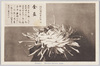 松林圃栽菊千種之内　金盃/Kinpai Chrysanthemum from 1000 Varieties of Chrysanthemum at the Shōrinpo Garden in Kawawa image