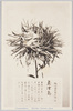 松林圃栽菊千種之内　玉津島/Tamatsushima Chrysanthemum from 1000 Varieties of Chrysanthemum at the Shōrinpo Garden in Kawawa image