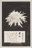 松林圃栽菊千種之内　男山/Otokoyama Chrysanthemum from 1000 Varieties of Chrysanthemum at the Shōrinpo Garden in Kawawa image