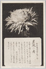 松林圃栽菊千種之内　月夜の舟/Tsukiyonofune Chrysanthemum from 1000 Varieties of Chrysanthemum at the Shōrinpo Garden in Kawawa image