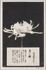 松林圃栽菊千種之内　月の都/Tsukinomiyako Chrysanthemum from 1000 Varieties of Chrysanthemum at the Shōrinpo Garden in Kawawa image