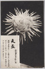 松林圃栽菊千種之内　天盃/Tenpai Chrysanthemum from 1000 Varieties of Chrysanthemum at the Shōrinpo Garden in Kawawa image