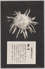 松林圃栽菊千種之内　男山/Otokoyama Chrysanthemum from 1000 Varieties of Chrysanthemum at the Shōrinpo Garden in Kawawa image