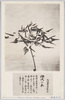 松林圃栽菊千種之内　神代の衣/Kamiyonokoromo Chrysanthemum from 1000 Varieties of Chrysanthemum at the Shōrinpo Garden in Kawawa image