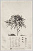 松林圃栽菊千種之内　日本魂/Yamatodamashii Chrysanthemum from 1000 Varieties of Chrysanthemum at the Shōrinpo Garden in Kawawa image