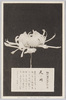 松林圃栽菊千種之内　天の川/Amanogawa Chrysanthemum from 1000 Varieties of Chrysanthemum at the Shōrinpo Garden in Kawawa image