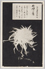 松林圃栽菊千種之内　竹裡の鴬/Chikurinouguisu Chrysanthemum from 1000 Varieties of Chrysanthemum at the Shōrinpo Garden in Kawawa image