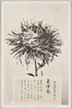 松林圃栽菊千種之内　玉津島/Tamatsushima Chrysanthemum from 1000 Varieties of Chrysanthemum at the Shōrinpo Garden in Kawawa image