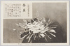 松林圃栽菊千種之内　金盃/Kinpai Chrysanthemum from 1000 Varieties of Chrysanthemum at the Shōrinpo Garden in Kawawa image