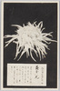 松林圃栽菊千種之内　黄金の光/Ōgonnohikari Chrysanthemum from 1000 Varieties of Chrysanthemum at the Shōrinpo Garden in Kawawa image