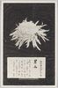 松林圃栽菊千種之内　男山/Otokoyama Chrysanthemum from 1000 Varieties of Chrysanthemum at the Shōrinpo Garden in Kawawa image