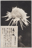 松林圃栽菊千種之内　嘉の鶴/Yorokobinotsuru Chrysanthemum from 1000 Varieties of Chrysanthemum at the Shōrinpo Garden in Kawawa image