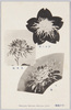 野中の庵・日本魂・金盃/Nonakanoiori Chrysanthemum, Yamatodamashii Chrysanthemum, Kinpai Chrysanthemum image