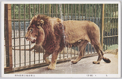 上野恩賜公園動物園 / Ueno Onshi Park Zoo image