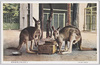 上野恩賜公園動物園　おおカンガルー/Ueno Onshi Park Zoo, Big Kangaroo image