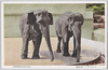 上野恩賜公園動物園　いんどぞう/Ueno Onshi Park Zoo, Indian Elephant image