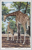 上野恩賜公園動物園　きりん/Ueno Onshi Park Zoo, Giraffe image