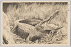 吼える鰐/Crocodile image