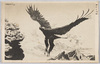 翔ける大鷲/Steller's Sea Eagle in the Sky image