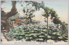 東京上野不忍ノ蓮花/Tokyo Ueno, Lotus Flowers on Shinobazu Pond image