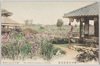 堀切小高屋菖蒲/Horikiri Kodakaya Iris image