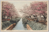 小金井の桜/Cherry Blossoms in Koganei image