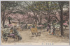 横浜公園ノ桜/Cherry Blossoms in Yokohama Park  image