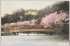 横浜三渓園ノ桜花/Cherry Blossoms in Sankeien Garden in Yokohama image